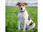 Adopt JILL a Beagle, Shar-Pei