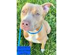 Adopt Pearl a Pit Bull Terrier, Hound