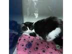 Adopt Sophie- 042306S a Domestic Long Hair
