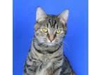 Adopt Punkin - 042305S1 a Domestic Short Hair