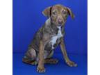 Adopt Tia- 030809S a Pit Bull Terrier