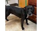Adopt Bug 042402S a Black Labrador Retriever