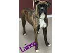 Adopt Lainey a Boxer, Mixed Breed
