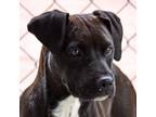 Adopt Buttercup a Pit Bull Terrier