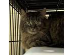 Adopt Tic Tac a Domestic Long Hair