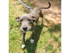 Adopt Bubbles a Pit Bull Terrier