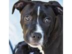 Adopt Blossom a Pit Bull Terrier