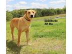 Adopt Goldielocks a Mixed Breed