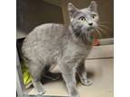 Adopt SMUDGE a Domestic Short Hair