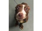 Adopt Kristal a American Staffordshire Terrier