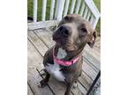 Adopt Koda a American Staffordshire Terrier