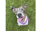 Adopt Sasha a American Staffordshire Terrier