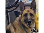 Adopt Sasha 24-0244 a German Shepherd Dog