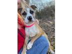 Adopt Bliss a Mixed Breed