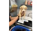 Adopt 55776962 a Labrador Retriever, Mixed Breed