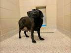 Adopt 55776659 a Labrador Retriever, Mixed Breed