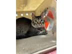 Adopt May a Domestic Medium Hair, Domestic Short Hair