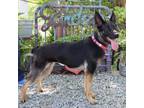 Adopt Wags a German Shepherd Dog