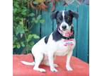 Adopt Maroon a Jack Russell Terrier