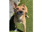 Adopt STACEY a German Shepherd Dog, Mixed Breed