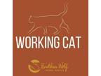 Adopt Milkweed - Working Cat a Domestic Short Hair
