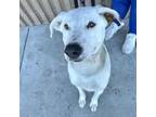 Adopt Lovey a Labrador Retriever, Cattle Dog