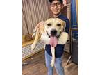 Adopt Lilypad a Pit Bull Terrier
