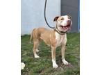 Adopt Autumn a Pit Bull Terrier