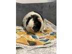 Adopt Brittany a Guinea Pig