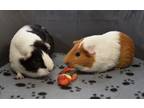 Adopt Susannah a Guinea Pig