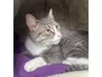 Adopt Prudence a Domestic Short Hair