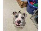 Adopt Tracy a Pit Bull Terrier, Mixed Breed