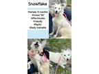 Adopt Snowflake Steele a Mixed Breed