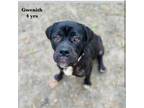 Adopt Gwenith a Mixed Breed