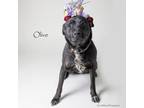 Adopt Olive a Pit Bull Terrier, Mixed Breed