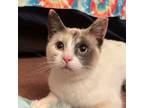 Adopt Kite a Domestic Short Hair, Siamese