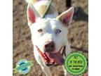 Adopt Oceania a Mixed Breed