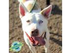 Adopt Oceania a Mixed Breed