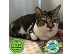 Adopt Aloy a Domestic Short Hair