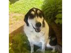 Adopt Poppy a Border Collie, Mixed Breed