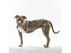 Adopt Jane a Pit Bull Terrier, Mixed Breed