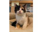 Adopt Fiddle Faddle a Domestic Short Hair