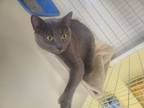 Adopt Maniken a Domestic Short Hair