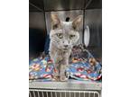 Adopt Ophelia a Domestic Short Hair