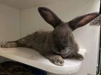 Adopt Byly a Bunny Rabbit