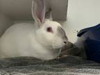 Adopt Lucinda a Bunny Rabbit