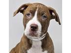 Adopt Abilene - FOSTER NEEDED a Pit Bull Terrier
