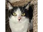 Adopt Miss Kitty - FOSTER NEEDED a Domestic Short Hair