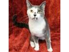 Adopt Racine - FOSTER NEEDED a Domestic Short Hair