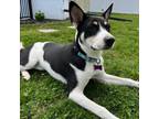 Adopt Mabel a Border Collie